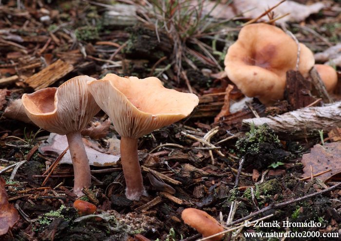 ryzec liškový, Lactarius tabidus (theiogalus) (Houby, Fungi)